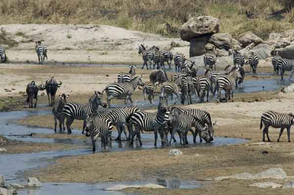 Cebra y Antílopes Ñu - parque nacional de Tarangire - Tanzania 3.jpg